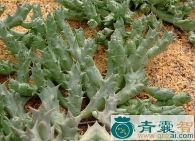 中药材龙角草图片