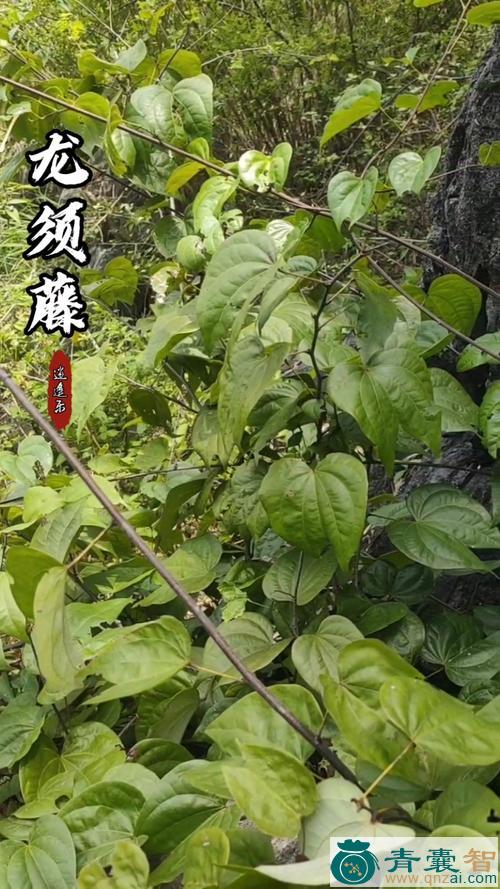 中药材龙角藤图片