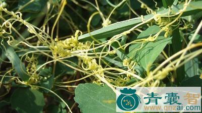 龙须子的性状性味归经以及功效用法和注意事项-青囊智