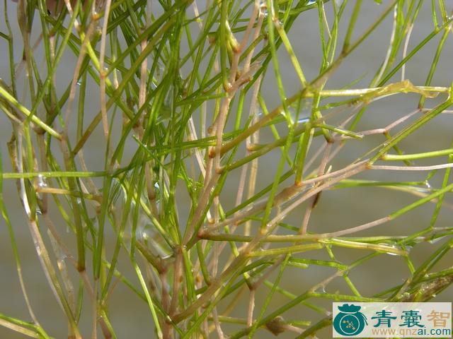中药材龙须眼子菜图片