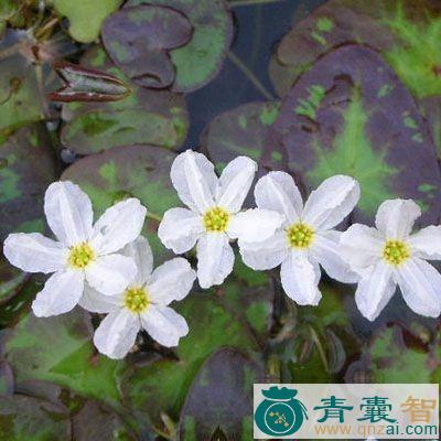 中药材龙骨莲图片