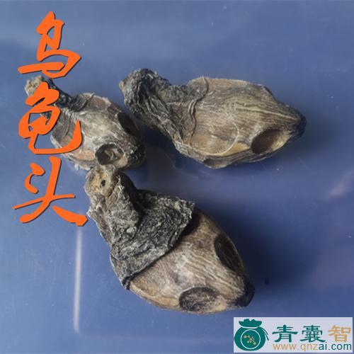 龟筒的性状性味归经以及功效用法和注意事项-青囊智